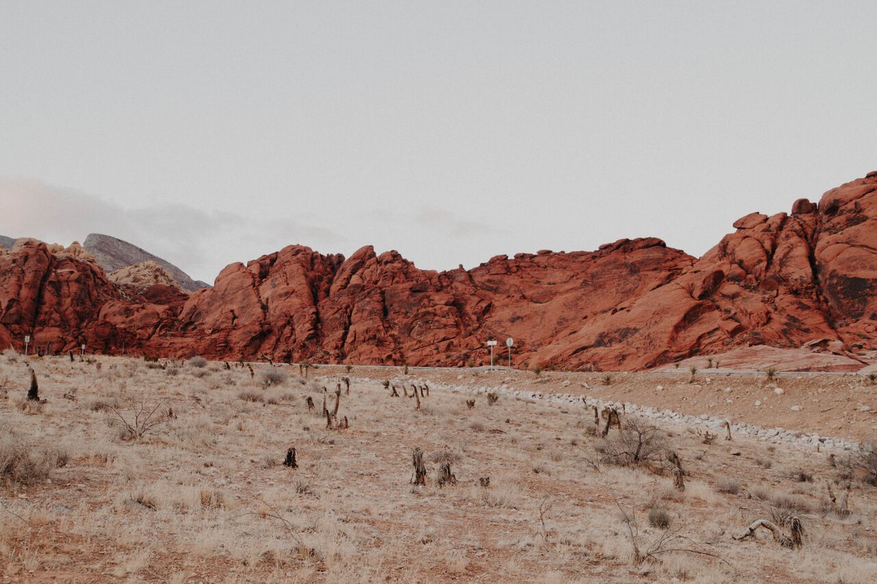 Image for Don’t Plant Flowers in the Desert